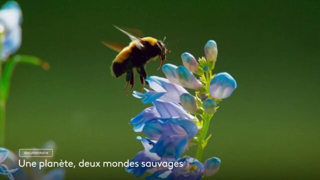 Une Plan Te Deux Mondes Sauvages Votre Documentaire Ce Soir Sur